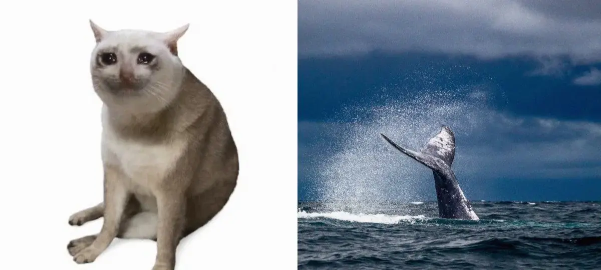 Cash Cat Memecoin rơi nước mắt khi cá voi lao vào