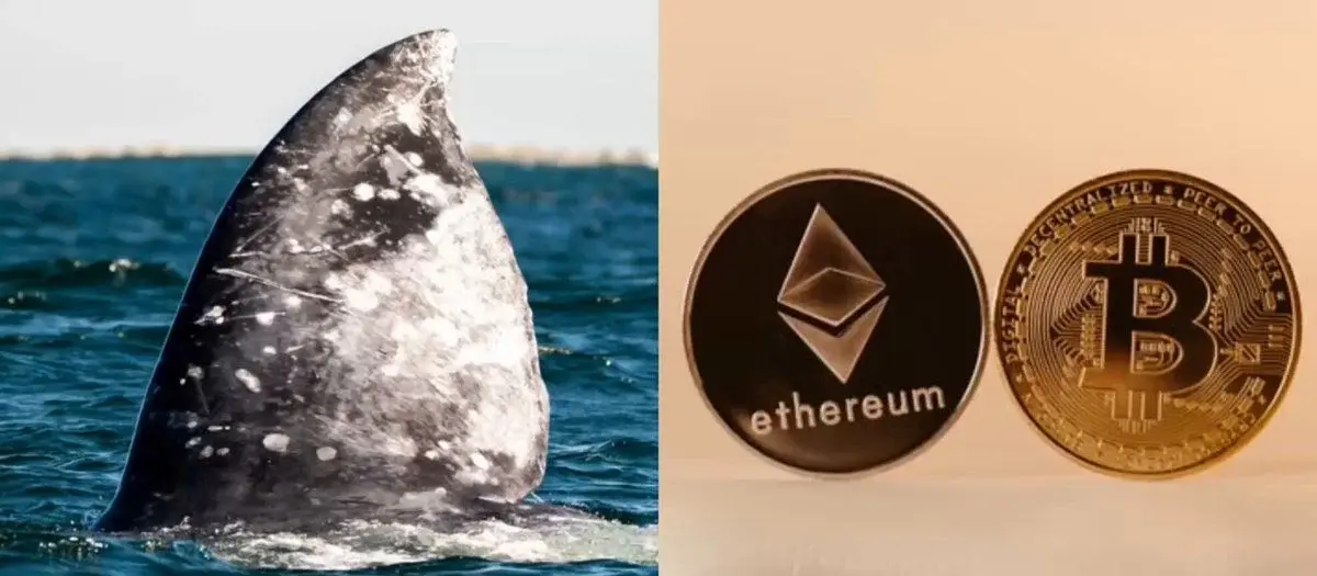 Con cá voi này đang tăng giá Bitcoin và Ethereum