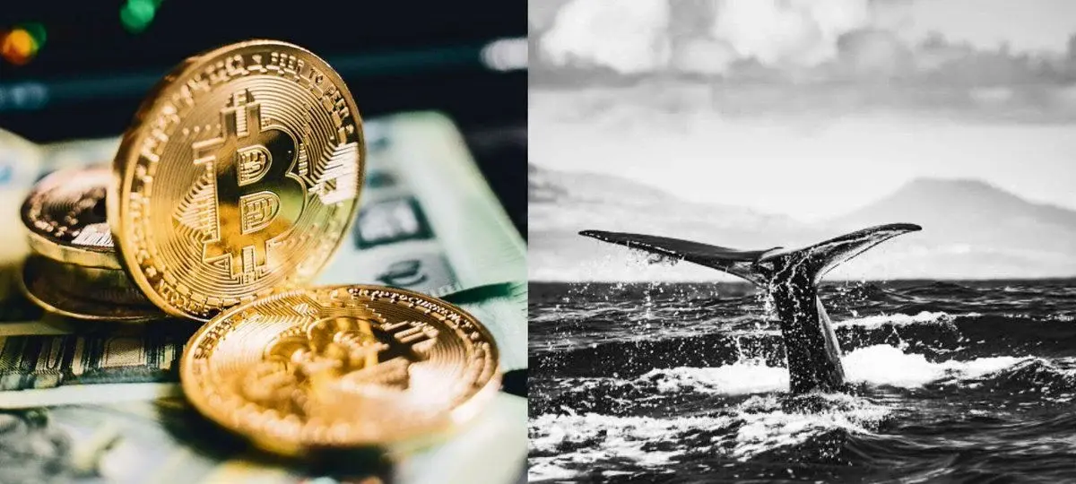Cá voi Bitcoin đang âm thầm giành lại quyền kiểm soát